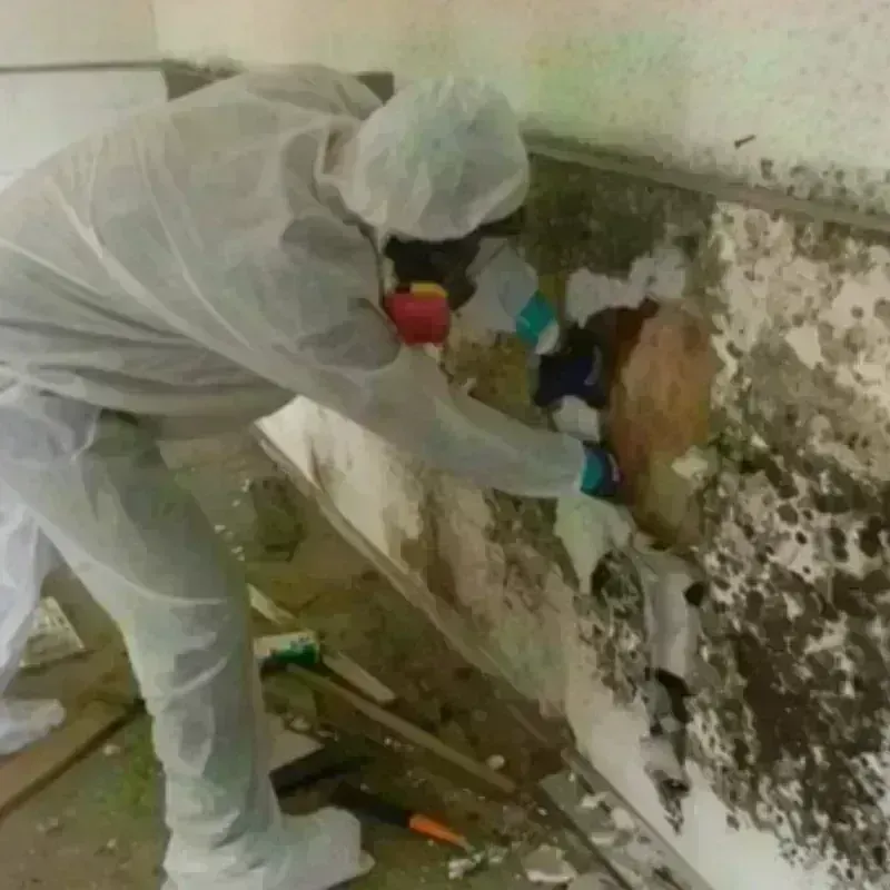 Mold Remediation and Removal in Fulton, TX